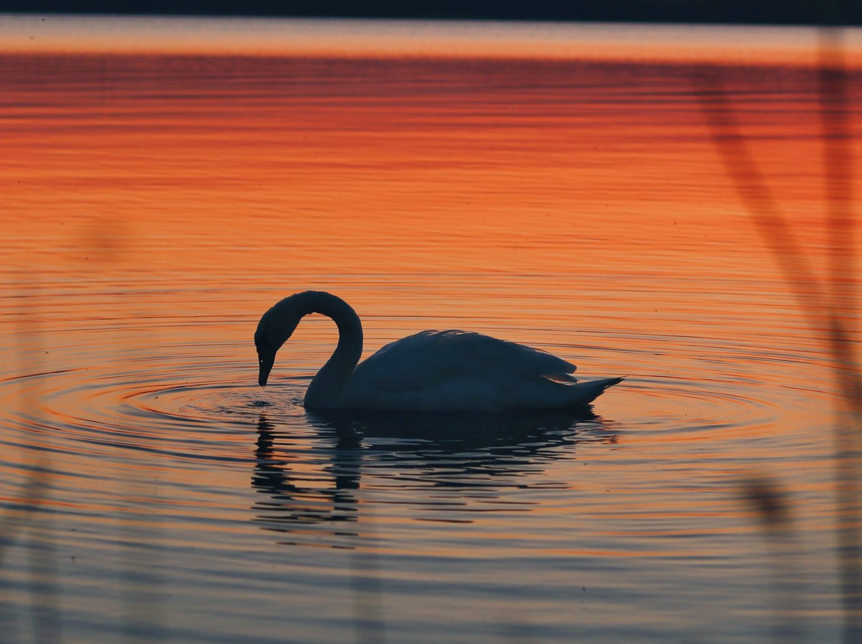 Schwan im Sonnenuntergang