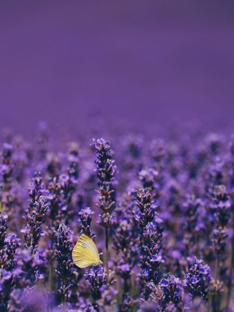 Schmetterling im Lavendelfeld